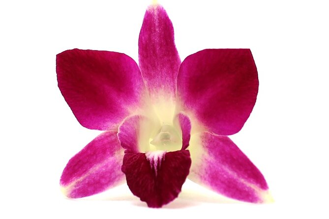 Orchid Airport Lei Greeting (Maui, Kahului Airport, OGG) - Walking toward baggage claim with a lei waiting