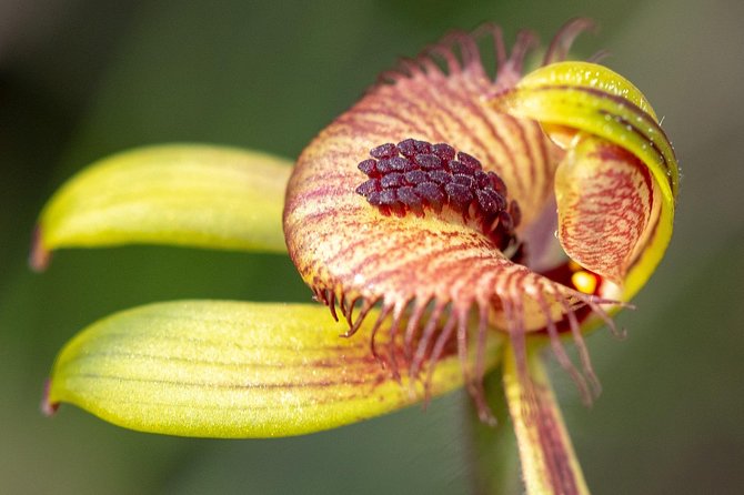 Orchids and Wildflowers Photographic Day tour from Perth - Key points before you book