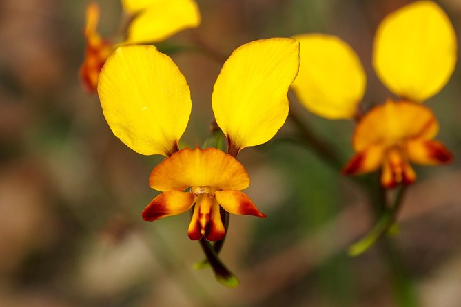Orchids and Wildflowers Photographic Day tour from Perth - Why this flower tour works differently