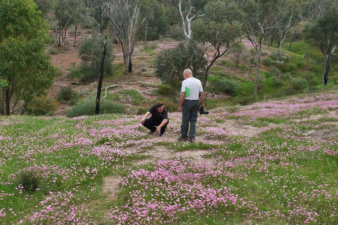 Orchids and Wildflowers Photographic Day tour from Perth - Finding orchids with Anna-Mair
