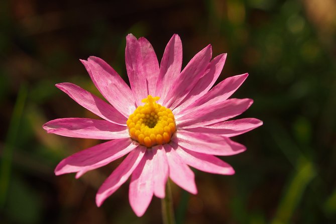 Orchids and Wildflowers Photographic Day tour from Perth - Pink paper daisies and the wider flower show