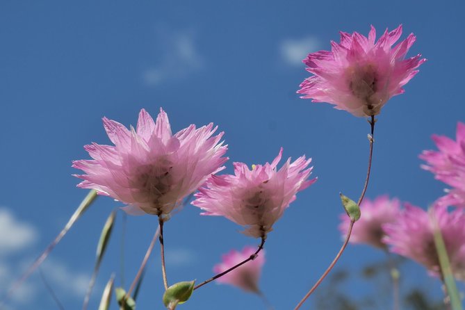 Orchids and Wildflowers Photographic Day tour from Perth - Lunch, water, and the value of a full day