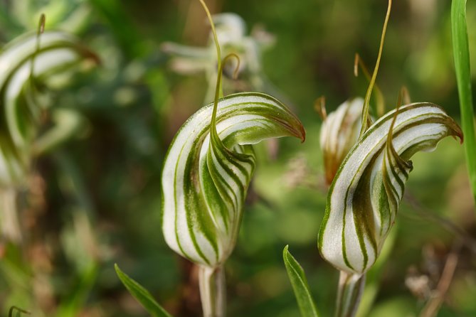 Orchids and Wildflowers Photographic Day tour from Perth - Weather and the risk of nature’s timetable