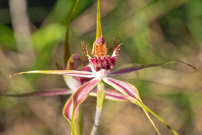 Orchids and Wildflowers Photographic Day tour from Perth - Four to six stops across Western Australia