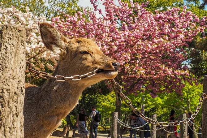 Osaka Private Cherry Blossom Tour with a Local – Picnic Included - Expo ’70 Commemorative Park and its wide paths