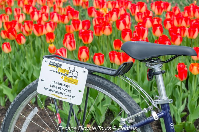 Ottawa Spring Tulip Festival Bike Tour - Dow’s Lake: the best part for flower lovers