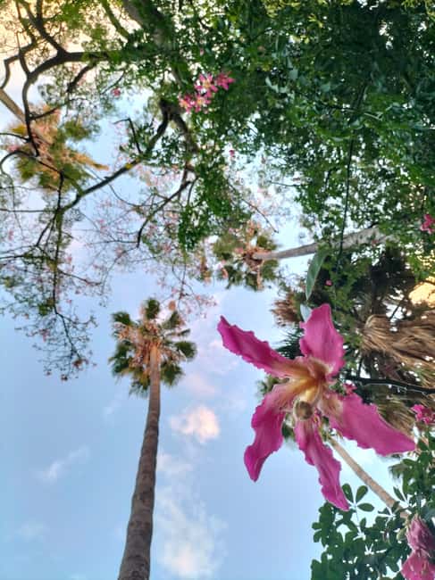 Palermo: Guided Tour of the Botanical Garden - Five details worth knowing before you book