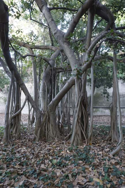 Palermo: Guided Tour of the Botanical Garden - The Aquarium tank and bamboo grove