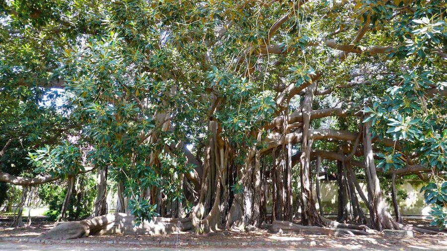 Palermo: Guided Tour of the Botanical Garden - Meeting your guide at the garden entrance