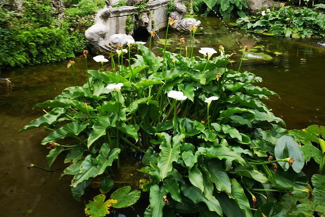 Panorama Dubrovnik & Arboretum Trsteno PRIVATE TOUR - Ombla River: a quick look at Dubrovnik’s water source