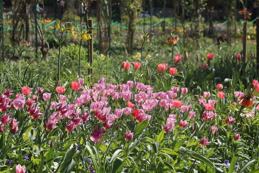 Paris: Giverny Gardens Day Trip with Professional Tour Guide - Walking through the gardens that inspired Monet