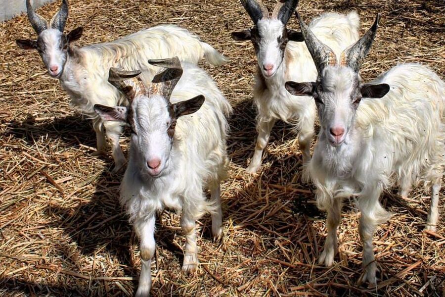 Partinico: Farm's Animals and Aromatic Garden Experience - Should you book the Partinico farm experience?