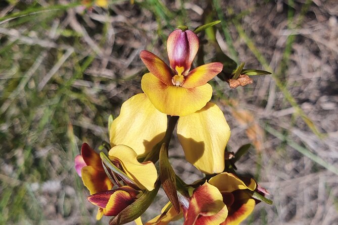 Pedals & Petals - Discovering Wildflowers Bike Tour Kings Park - Is $49.49 good value for two hours?