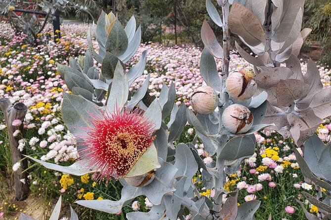 Pedals & Petals - Discovering Wildflowers Bike Tour Kings Park - Meeting point, timing, and physical effort