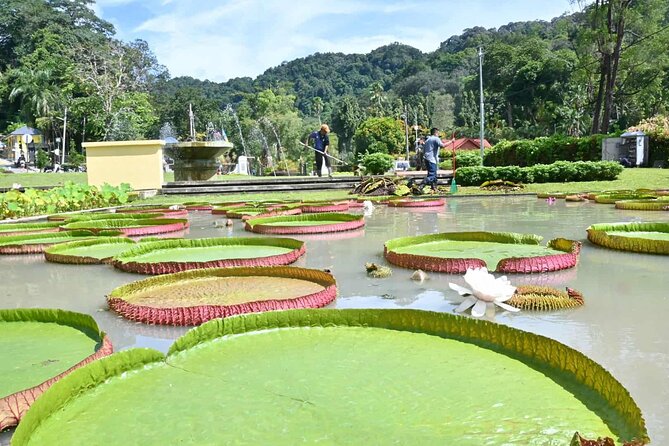 Penang Nature Escape: Penang Hill, Botanical Gardens & Ferringhi - The Pace, Group Size, and Practical Tradeoffs