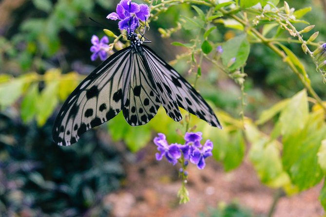 Penang Round Island Tour With Tropical Spice Garden & Entopia Butterfly Farm - Key points to know before booking