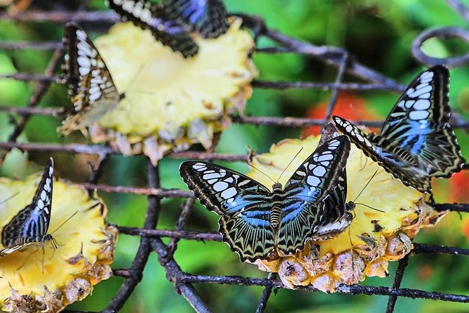 Penang Round Island Tour With Tropical Spice Garden & Entopia Butterfly Farm - Comfort, pickup, and the practical details