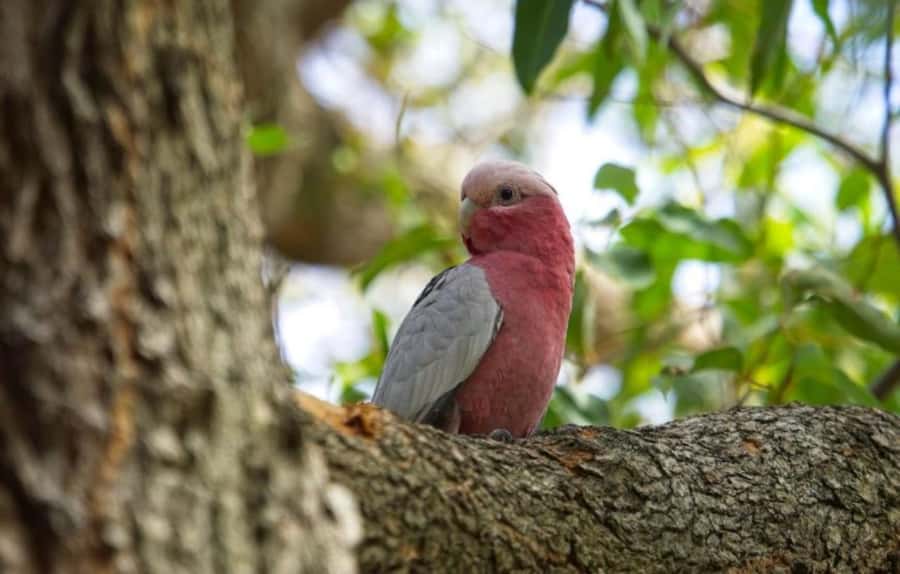 Perth: Kings Park Botanicals & Beyond Guided Hike - Why this Kings Park walk is more than a garden tour