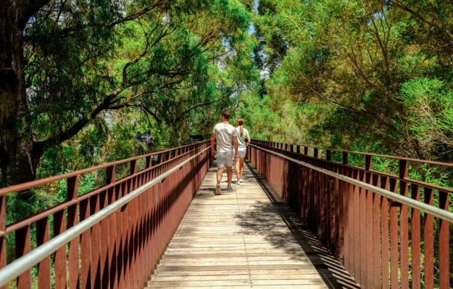 Perth: Kings Park Botanicals & Beyond Guided Hike - Walking the Federation Walkway through the treetops