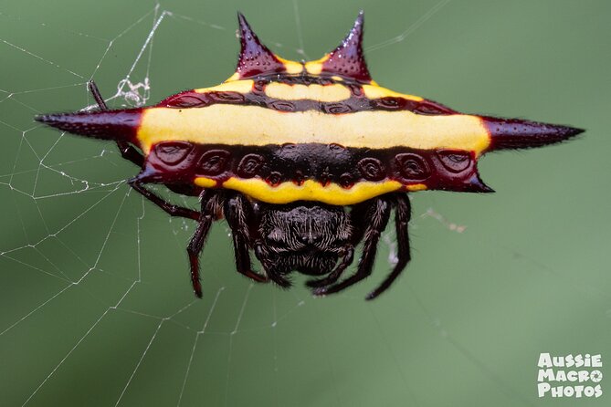 Photography and Nature in Cairns Botanic Gardens Let's Go Buggin - Is the $57.38 price good value?