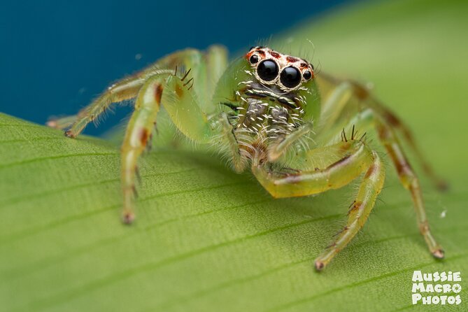 Photography and Nature in Cairns Botanic Gardens Let's Go Buggin - What the small group changes