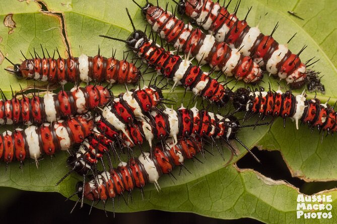 Photography and Nature in Cairns Botanic Gardens Let's Go Buggin - Who will enjoy this most