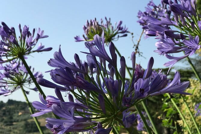 Pitti Palace & Boboli gardens tour with a Local Guide - Is $234.80 a fair price?