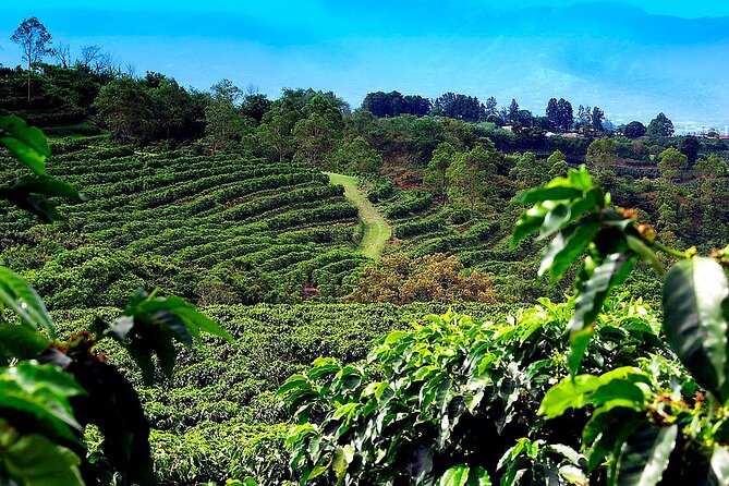 Poas Volcano + Coffee Plantations & La Paz Waterfall Gardens Trip from San Jose - Why this makes a strong day trip from San Jose