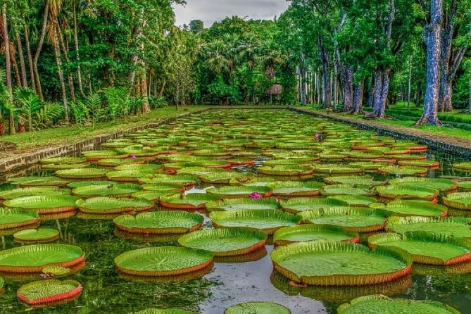 Port Louis and Pamplemousses Garden - A full day trip - Key points at a glance