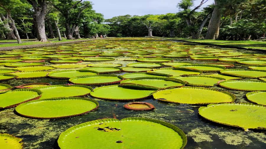 Port Louis Market, Botanical Garden -Northern Mauritius Tour - Pamplemousses Botanical Garden: allow more than an hour