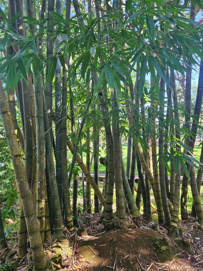 Port Louis: Mont Choisy, Botanical Garden, and Church Tour - Who should book this northern Mauritius day?