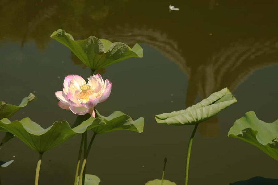 Portland: Lan Su Chinese Garden General Admission Ticket - Cultural Programs, Art, and Docent Tours