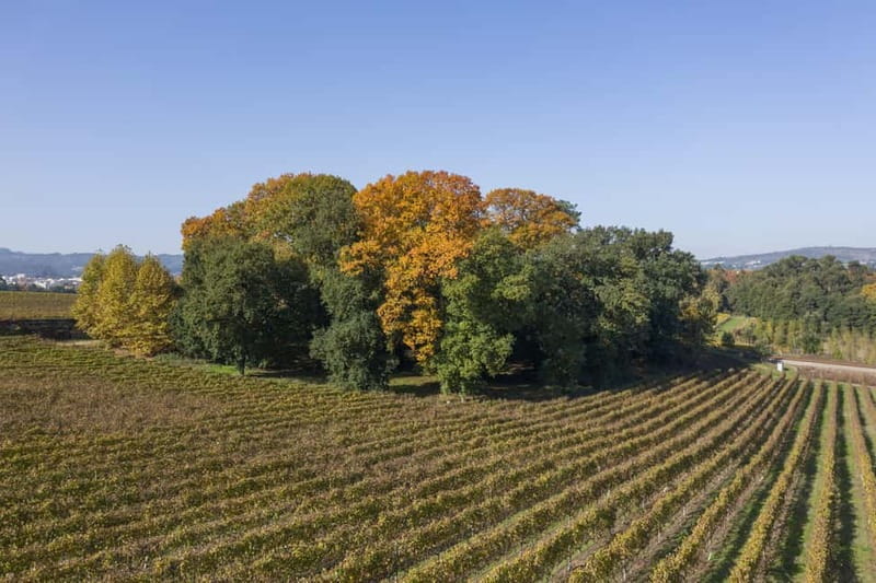 Porto: Qta da Aveleda Enchanted Gardens & Green Wine - Key points at a glance