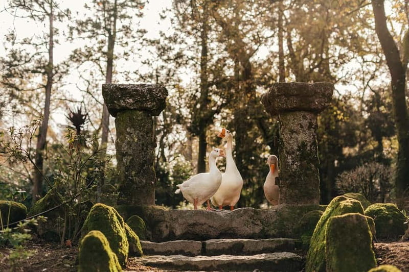 Porto: Qta da Aveleda Enchanted Gardens & Green Wine - Two hours among lakes, cottages, and vines