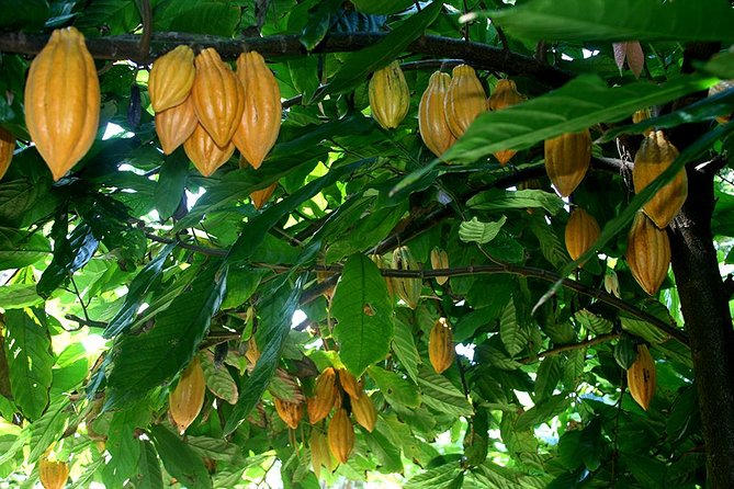 Princeville Botanical Gardens Tour and Chocolate Tasting Ticket - Upper terraces, rare plants, and useful island stories