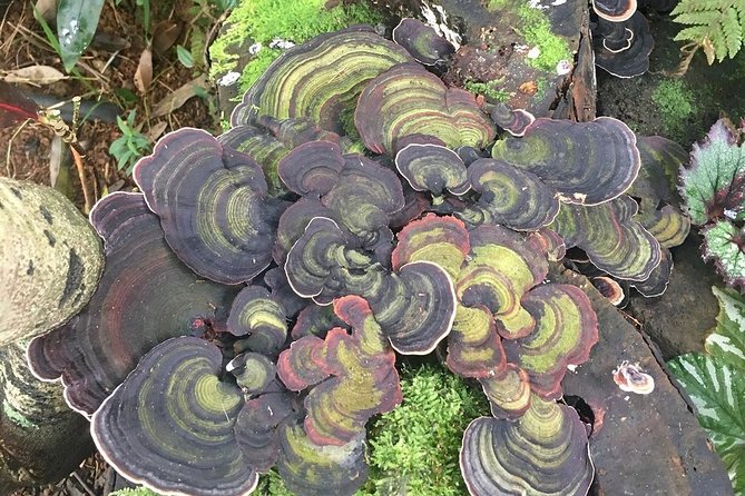 Princeville Botanical Gardens Tour and Chocolate Tasting Ticket - Fruit, honey, and small tastes along the route