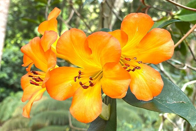 Princeville Botanical Gardens Tour and Chocolate Tasting Ticket - The cacao grove and the chocolate lesson