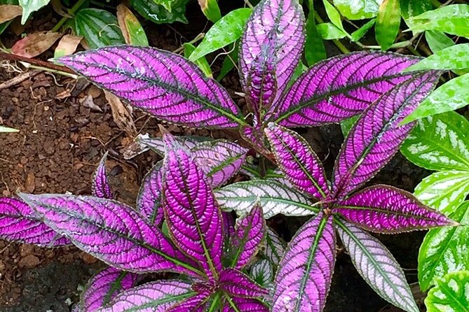 Princeville Botanical Gardens Tour and Chocolate Tasting Ticket - Anini Creek valley and the final garden section
