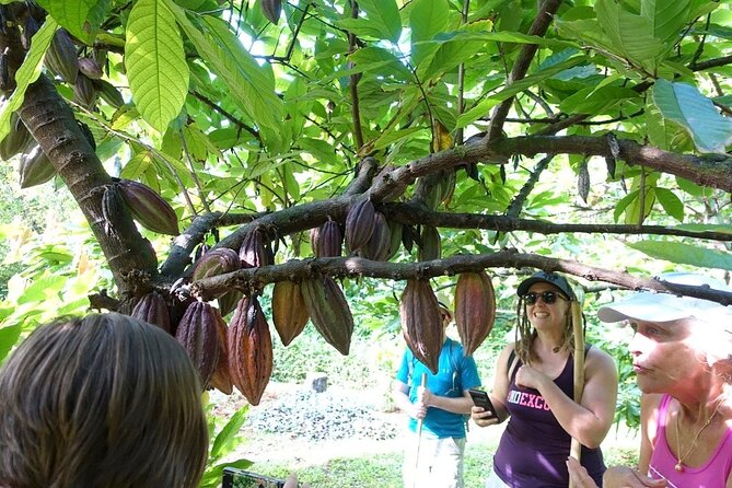 Princeville Botanical Gardens Tour and Chocolate Tasting Ticket - How the $126 price feels in practice
