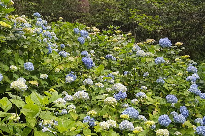 Private Car Day Trip to the Kobe Mountains, Gardens and Hot Springs from Osaka - Finishing at Arima Onsen