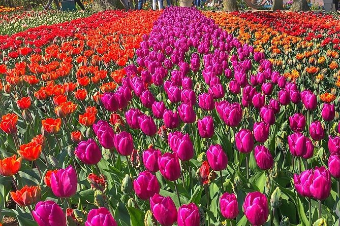 Private Day Trip to Keukenhof Gardens with Entrance Tickets - Is $425.85 per person good value?