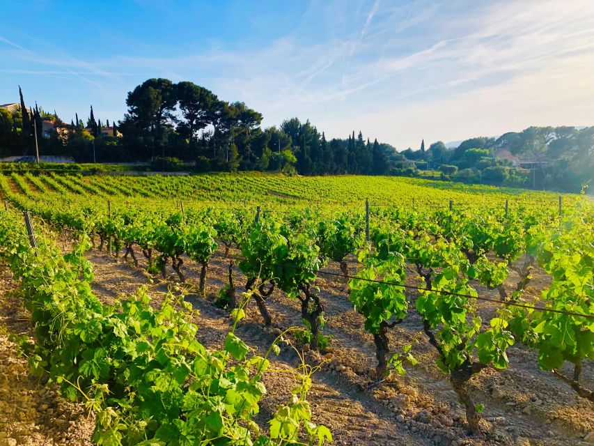 Private Day Trip to Provence and Lavender Fields - Practical advice before you book