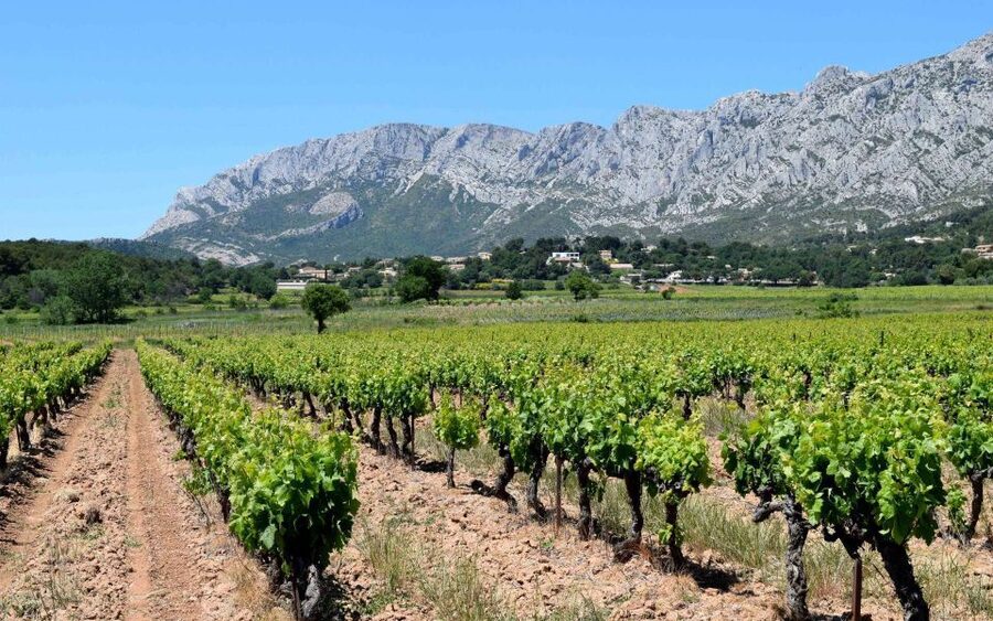 Private Day Trip to Provence and Lavender Fields - The road through Côte de Provence wine country