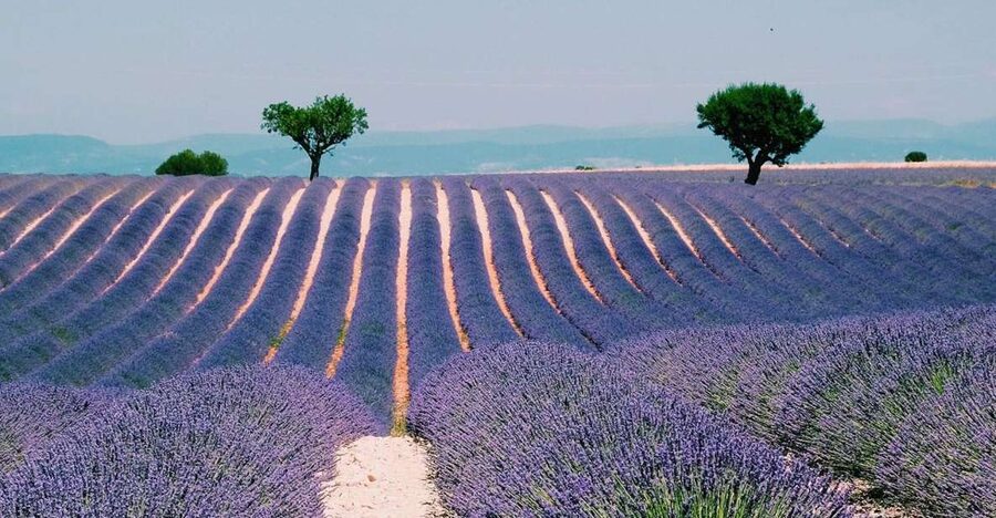 Private Day Trip to Provence and Lavender Fields - Sainte-Maximin and the Basilica Sainte-Marie-Madeleine