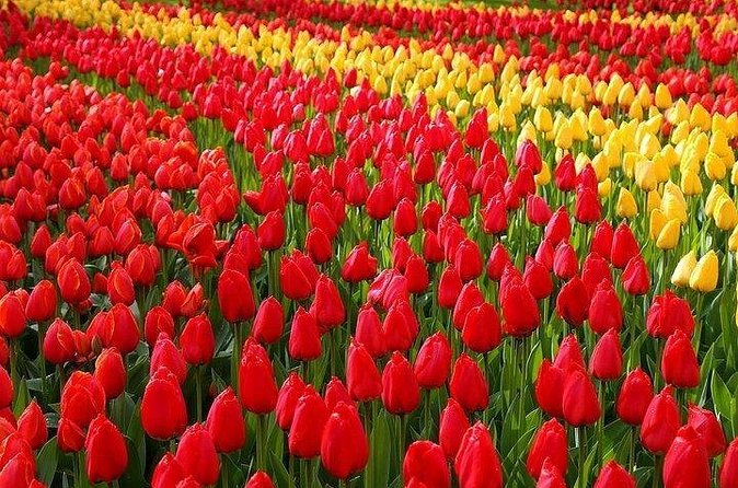Private Day Trip to the Keukenhof Gardens and Giethoorn - The private vehicle changes the value calculation