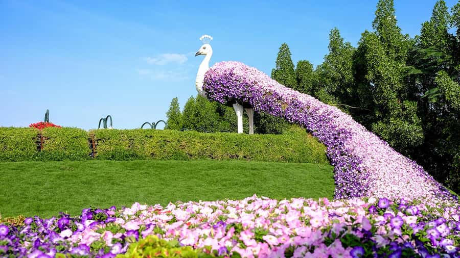 Private Dubai Frame & Miracle Garden Trip with Transfer - The Dubai Frame: Two Sides of the City