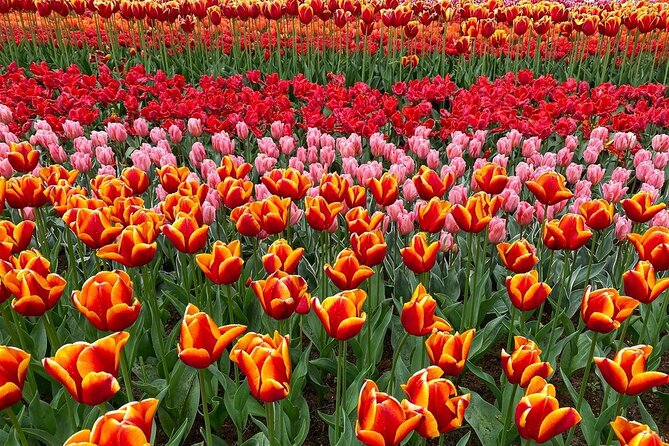 Private Flower Tour to the Keukenhof - Who will get the most from this experience