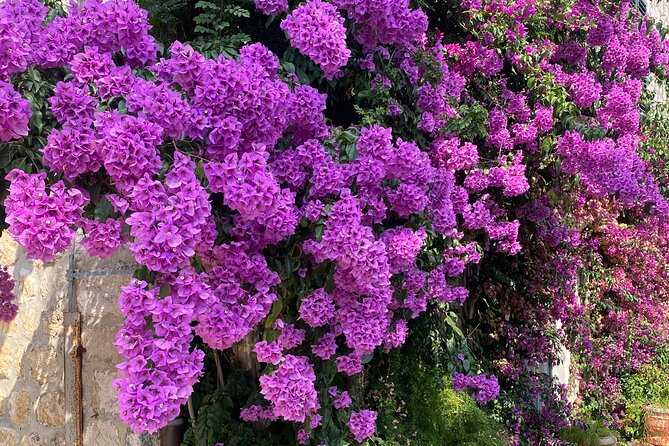 Private Game of Thrones Tour with King's Landing Garden - Trsteno Arboretum and the King’s Landing Garden