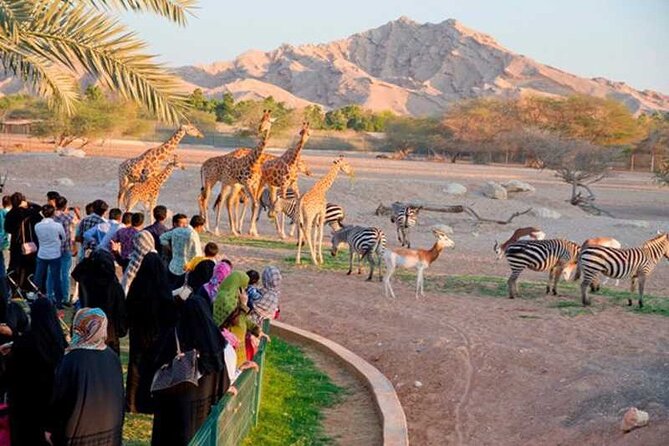 Private Garden City Tour with Zoo Ticket at Al Ain - Jebel Hafeet: desert views from 1,249 meters