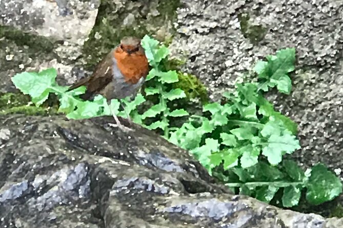 Private Garden of Ireland Wicklow Tour from Dublin - Why Wicklow makes a strong day trip from Dublin